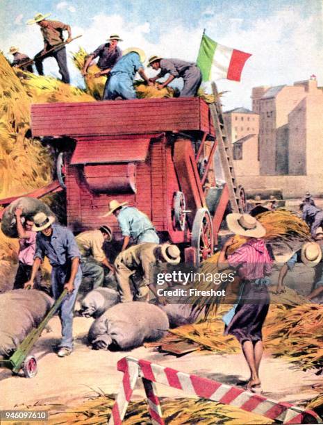 World War II-War in Italy 1944-Battle of the grain. In the Italy in the war, the wheat is grown in parks and gardens. La Domenica del Corriere,...