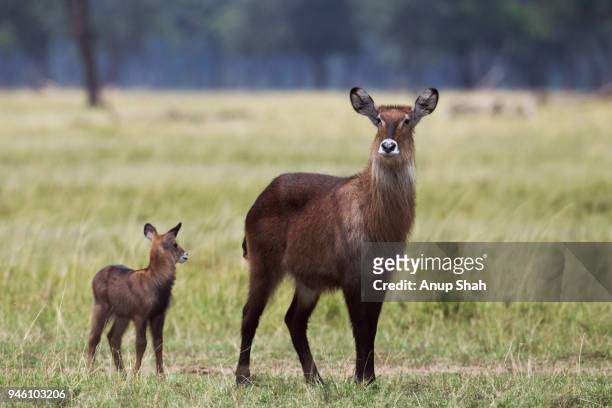 defassa waterbuck female and calf - defassa waterbuck stock pictures, royalty-free photos & images