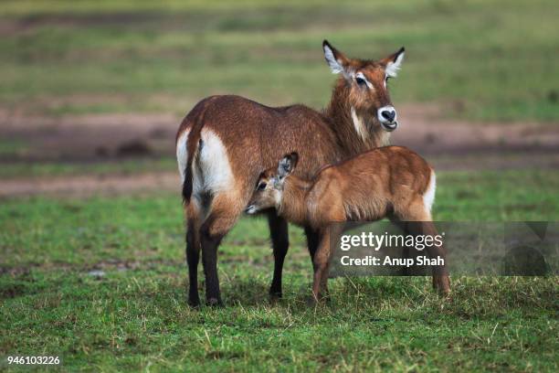 defassa waterbuck female and calf - defassa waterbuck stock pictures, royalty-free photos & images
