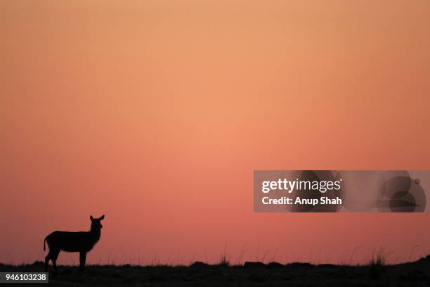 defassa waterbuck at sunrise - defassa waterbuck stock pictures, royalty-free photos & images