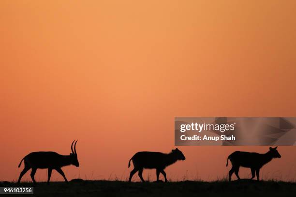 defassa waterbuck at sunrise - defassa waterbuck stock pictures, royalty-free photos & images