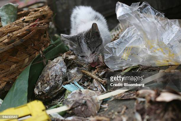 Street cat eats garbage at a market in Bogor, Indonesia, on Sept. 30, 2007. The Food and Agriculture Organization said one in five cats living near...