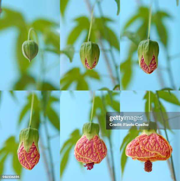 abutilon flower blooming photo sequence - serie sequenziale foto e immagini stock