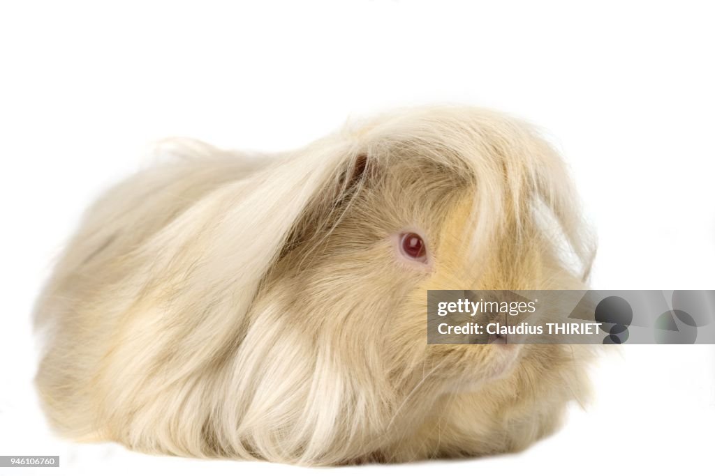 PERUVIAN GUINEA PIG