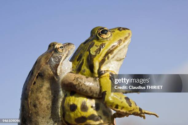 Acouplement 42 Accouplement Animal Stock Photos, High-Res Pictures, and Images ...