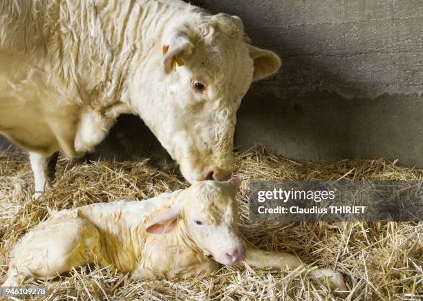 Elevage bovin charolais. Velage dans une stabulation. Veau nouveau ne dans la paille. La vache leche son veau pour le nettoyer et le secher.