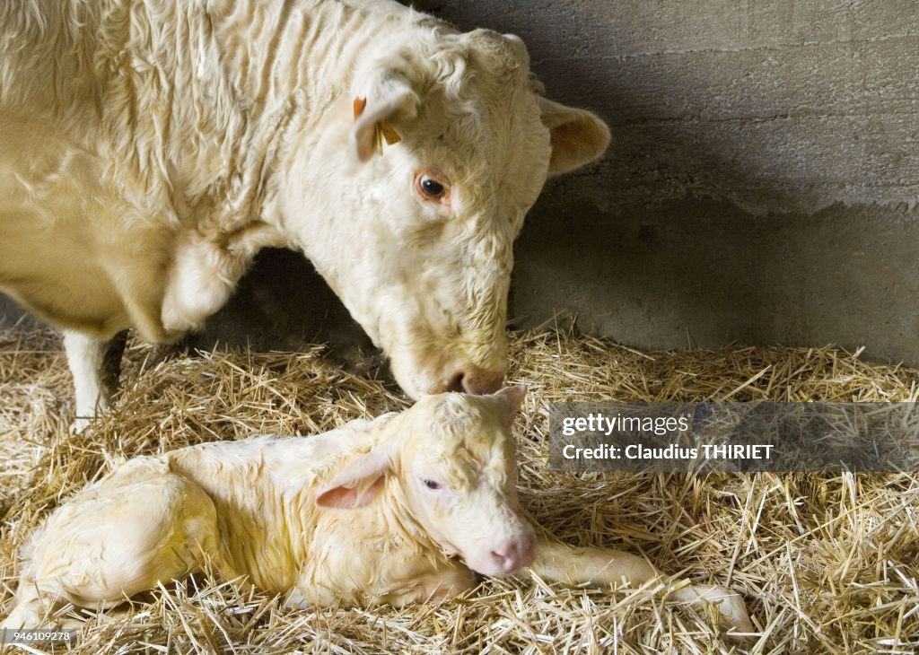 CHAROLAISE CALVING
