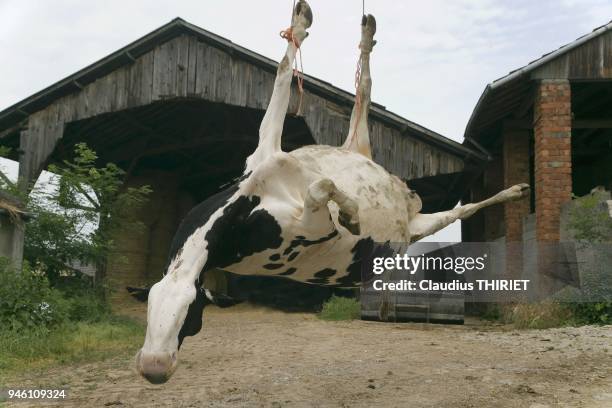 Cadavre de vache holstein morte foudroyee.