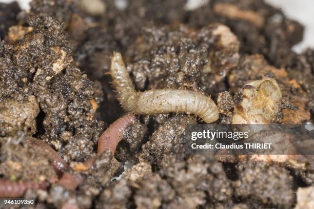 Worm Compost Photos and Premium High Res Pictures Biology Diagrams