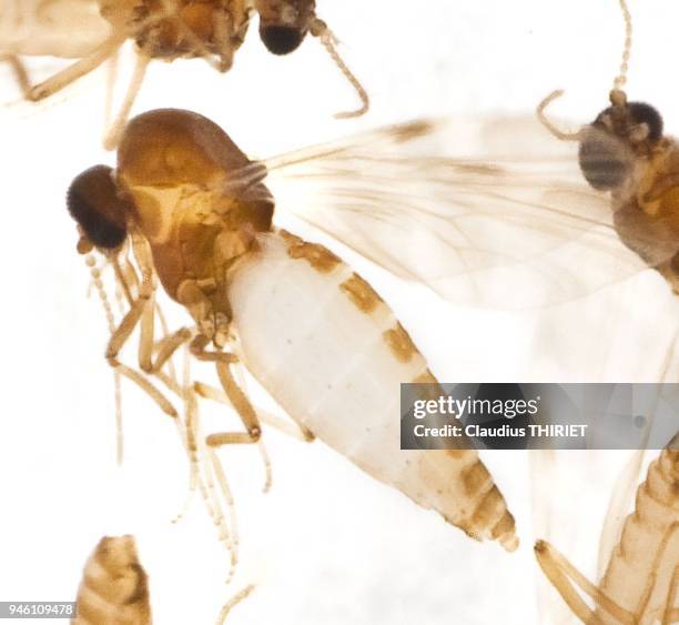 INSECTE VECTEUR DE LA FIEVRE CATARRHALE AFFECTANT LES BOVINS ET LES OVINS.