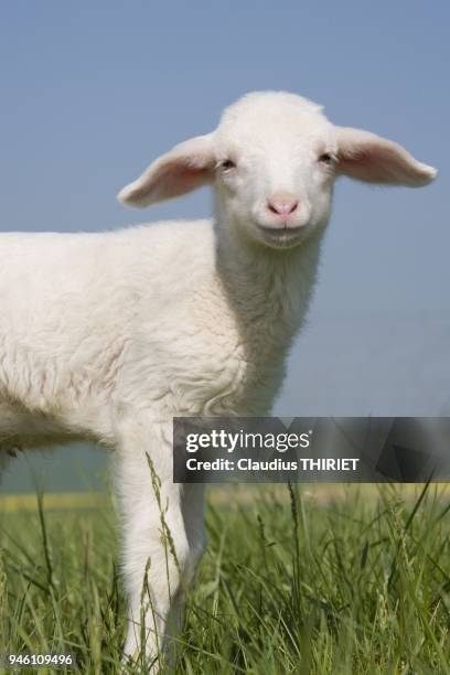 Elevage ovin. Agneau nouveau ne de race Est a laine merinos debout dans l'herbe au parc.