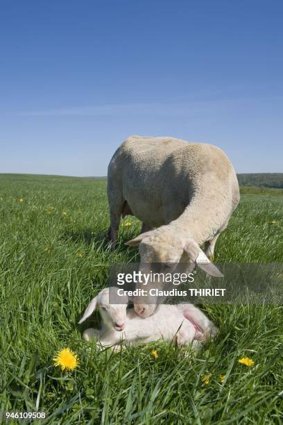 Elevage ovin de race Est a laine merinos. Agnelage au parc. Brebis et son agneau nouveau ne couche dans l'herbe. Elle le leche pour le secher.