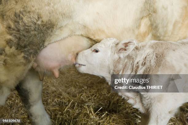 Elevage bovin charolais. Velage dans une stabulation. Premiere tetee du veau qui boit le colostrum, anticorps.