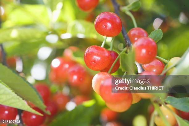 Cerises mures sur les branches d un cerisier.