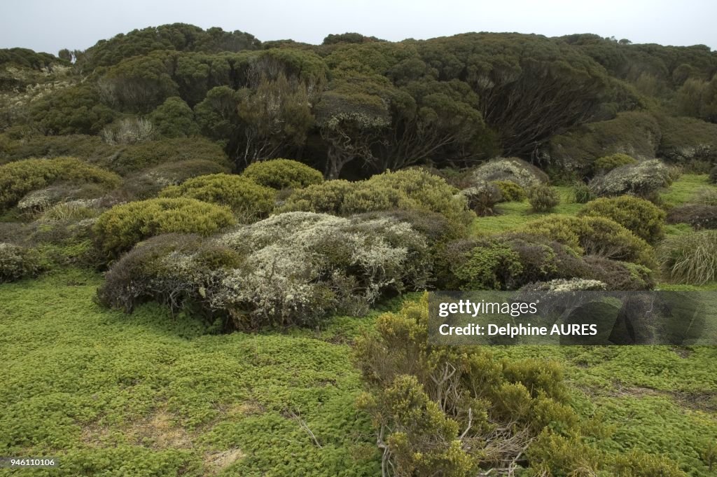 RATA FOREST AND SHRUBS ON ENDERBY ISLAND