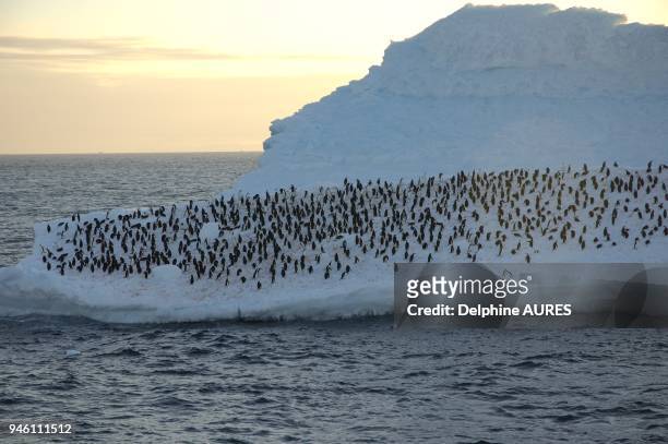 Les manchot a jugulaire peuvent se regrouper par centaines sur les icebergs derivant en mer pendant l ete antarctique.