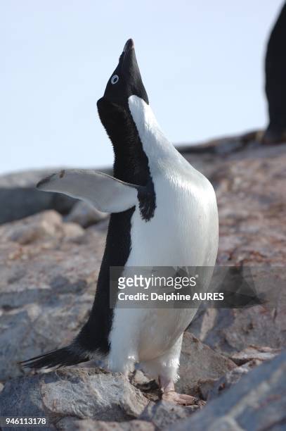 Manchot adelie en posture dite ecstatique afin d appeler son partenaire sur une colonie de reproduction durant l ete antarctique.
