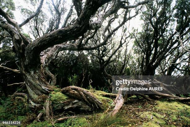 Rata Tree Photos and Premium High Res Pictures - Getty Images