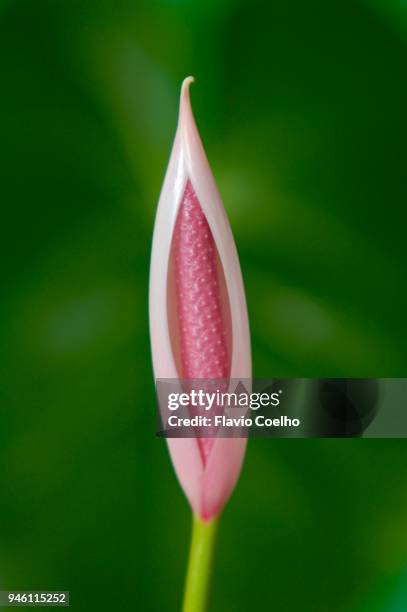 flamingo lily flower blooming - flamingo lily stock pictures, royalty-free photos & images