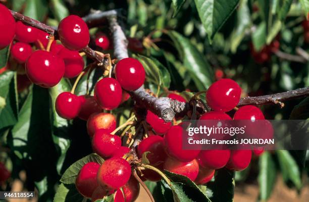 CERISES.