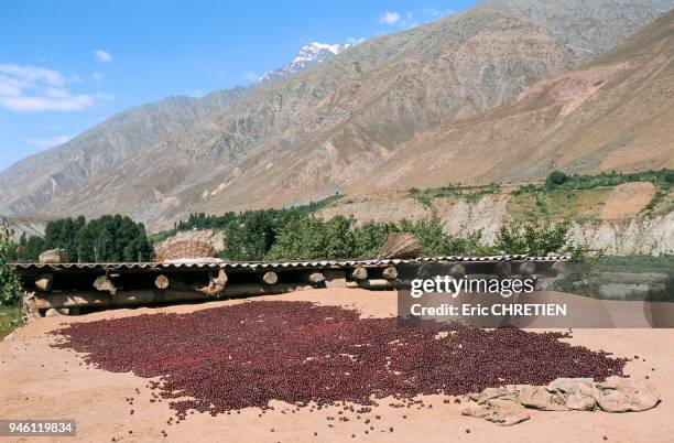 CERISES SECHEES, REGION DE PAMIR, TADJIKISTAN.