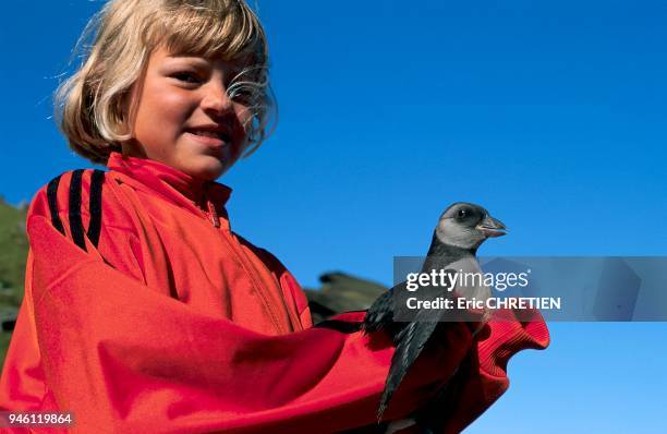 Once a year, the kids of Heimaey spend a few nights outdoors picking up the young puffins that have left their burrows for the first time. The...