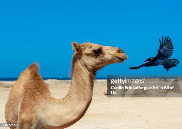 Camel and crow on a beach, North-Western province, Berbera, Somaliland on November 13, 2011 in Berbera, Somaliland.
