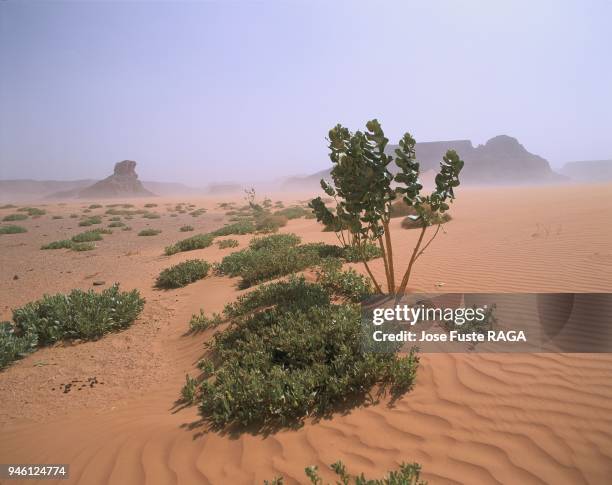 384 Djebel Stock Photos, HighRes Pictures, and Images Getty Images