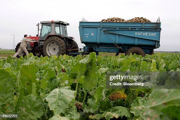 Sugar beets are harvested in a field in Rouvray-Sainte-Croix, near Orl?ans, France, on Friday, Sept. 28, 2007. The French grow about 30 million tons...