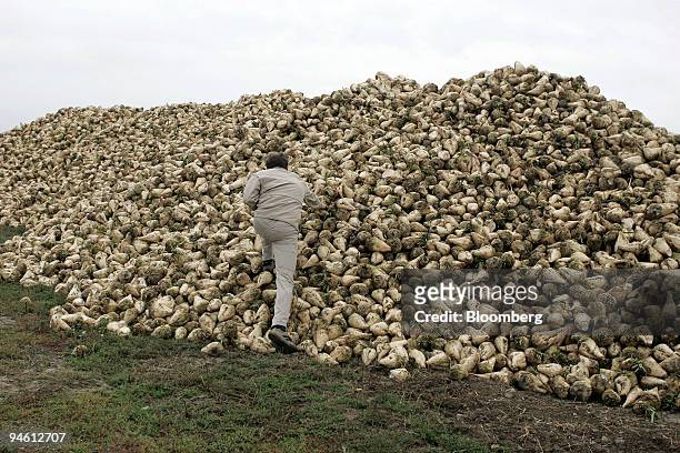 Farmer climbs on a pile of sugar beets after harvesting on his farm in Rouvray-Sainte-Croix, near Orl?ans, France, on Friday, Sept. 28, 2007. The...