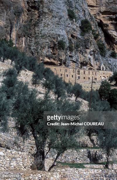 Liban vall?e Qadisha Deir Mar Elisha monastere maronite olivier troglodyte falaise olive Liban vall?e Qadisha Deir Mar Elisha monastere maronite...
