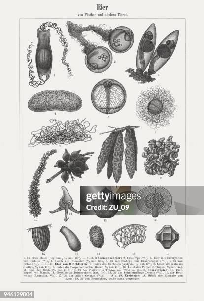 eggs of fishe, molluscs, insects, crabs, wood engravings, published 1897 - stargazer fish stock illustrations