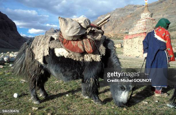 Lerinage bouddhiste autour du mont Kailash dans le sud-ouest du Tibet entre 4500m et 5800m d'altitude. Le mont Kailash culminant ? 6714m est le lieu...
