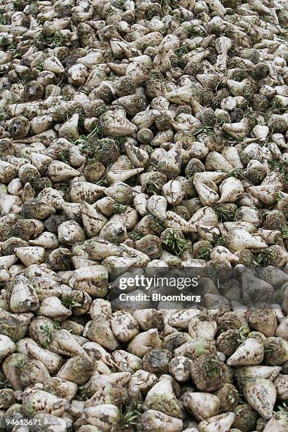Sugar beets are piled high after harvesting on a farm in Rouvray-Sainte-Croix, near Orl?ans, France, on Friday, Sept. 28, 2007. The French grow about...