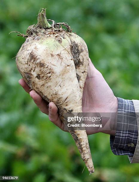 Farmer holds up a sugar beet after harvesting on his farm in Rouvray-Sainte-Croix, near Orl?ans, France, on Friday, Sept. 28, 2007. The French grow...