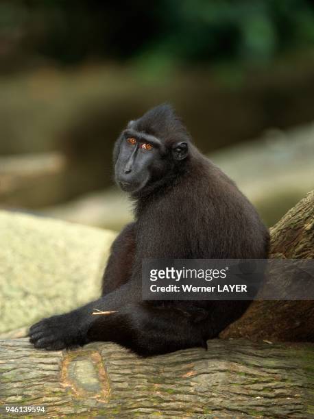Celebes crested macaque / black ape .