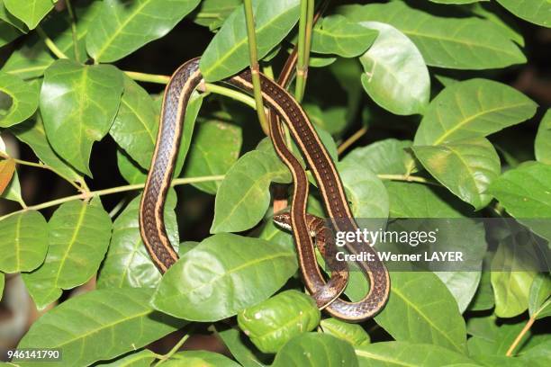 Snakes Island Photos and Premium High Res Pictures - Getty Images