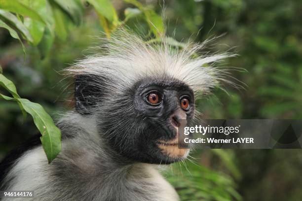 Zanzibar Red Colobus .