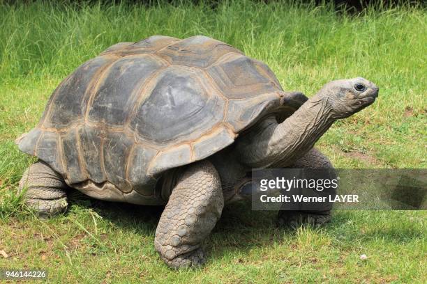 Aldabra Giant Land Tortoise, Geochelonia gigantea.