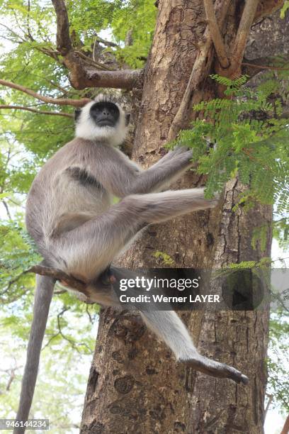 Range Map Semnopithecus 74 Semnopithecus Priam Stock Photos, High-Res Pictures, and Images ...