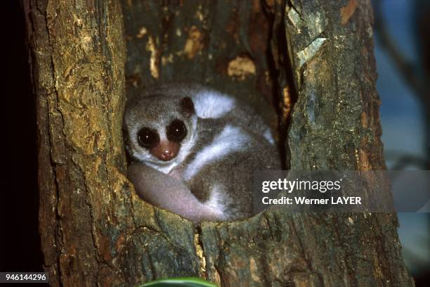 Dwarf Lemur Photos and Premium High Res Pictures Getty Images
