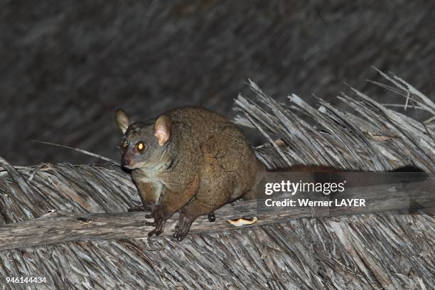 Small-eared Greater Galago.