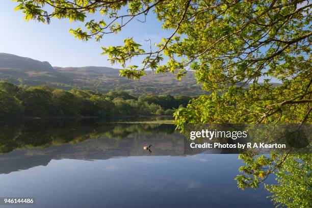 goose on a calm lake in north wales, uk - overhangend stockfoto's en -beelden