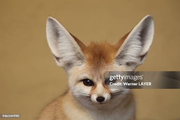 Fennec Vulpes zerda.