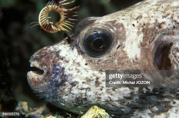 Masked puffer , Red Sea.