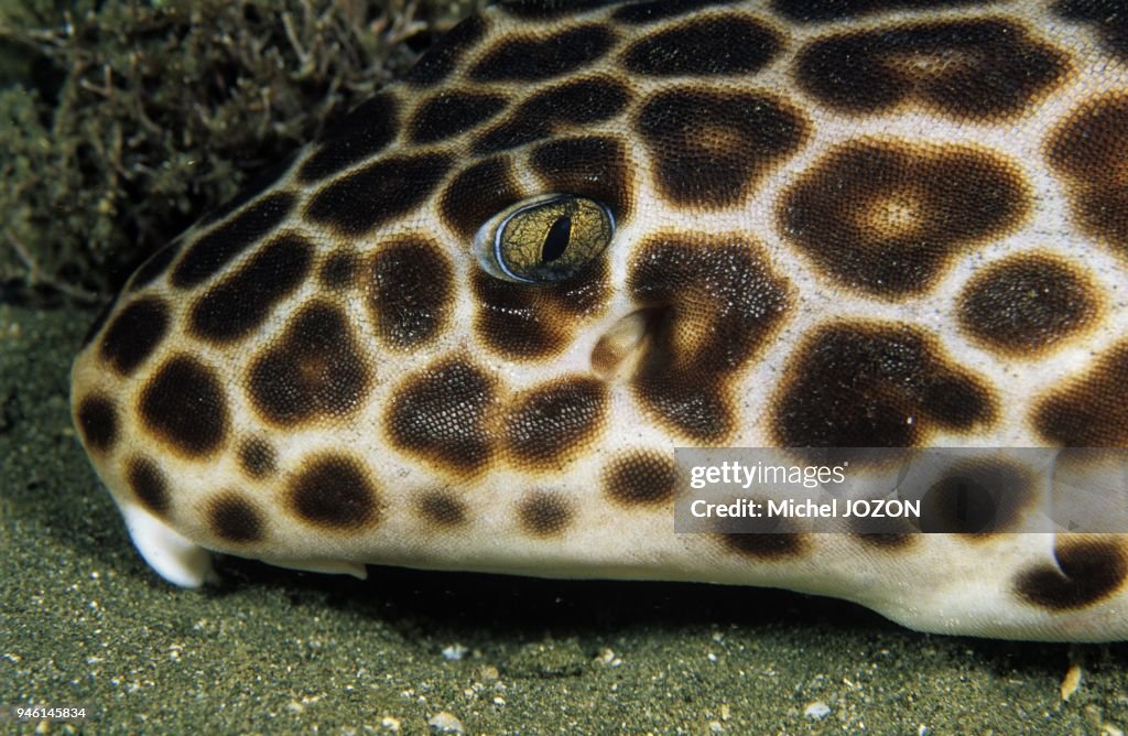 Papuans epaulette shark (Hemiscyllium hallstromi)
