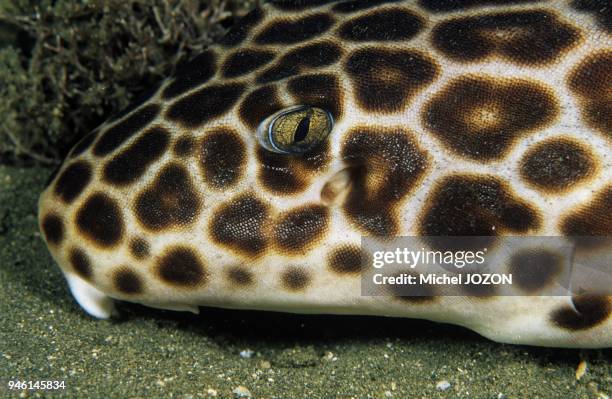 Requin-Chabot epaulette.