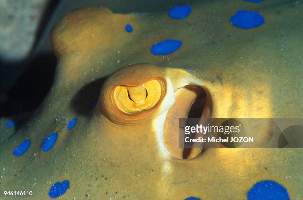 Bluespotted ribbontail ray .