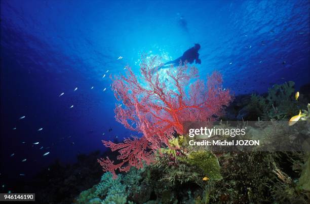 Sea fan coral .