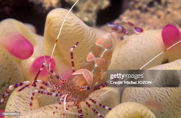 Cleaner shrimp on Giant anemone Bahamas, Caribbean.